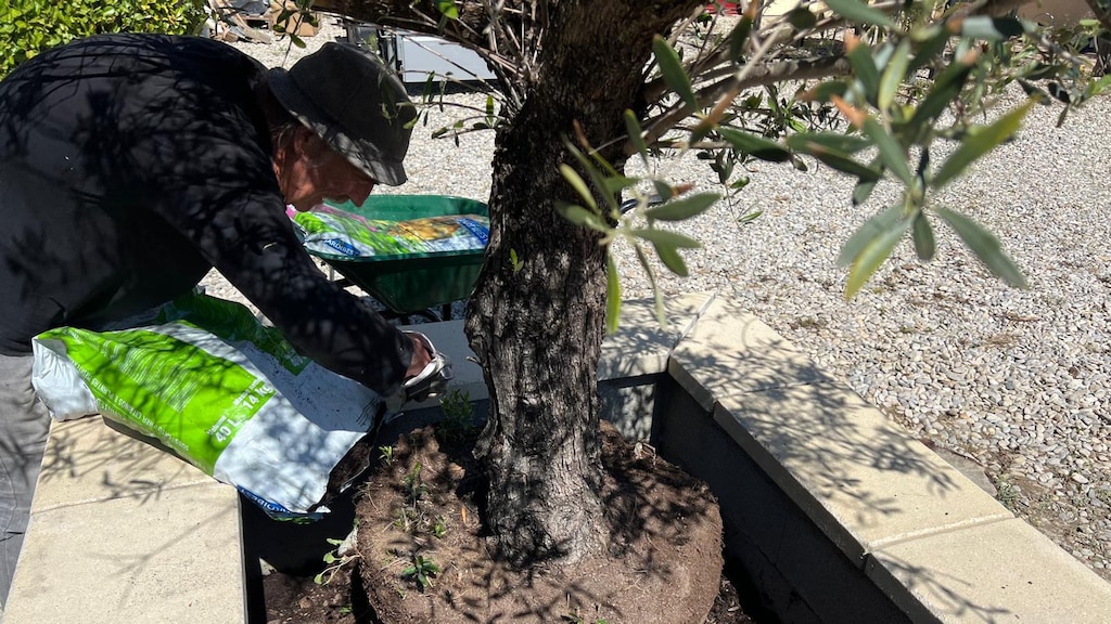 Hans terwijl hij de olijfboom plant.