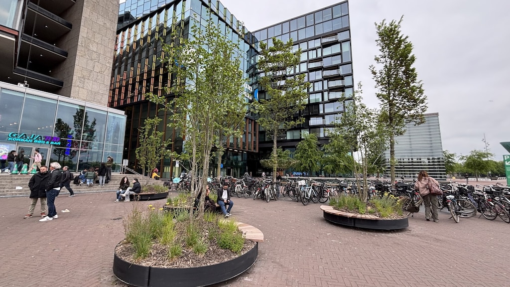 Deze modulaire iep moet groter groeien om meer schaduw te geven