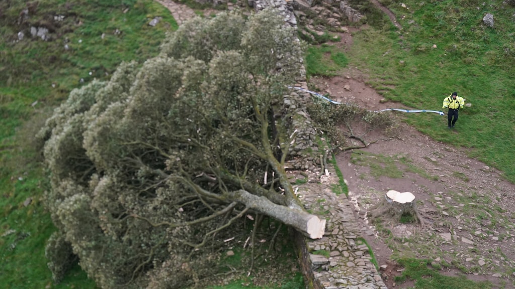 Twee Britten schuldig aan omhakken van iconische boom