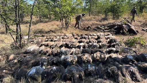 Meer dan 100 gieren vergiftigd na eten olifantenkarkas in Zuid-Afrika