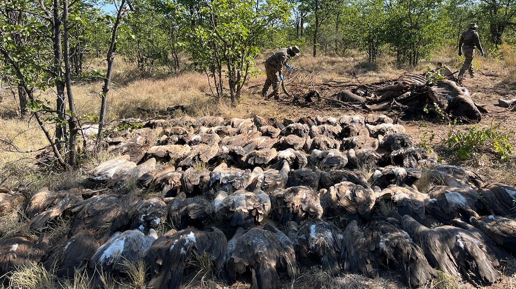 Meer dan 100 gieren vergiftigd na eten olifantenkarkas in Zuid-Afrika
