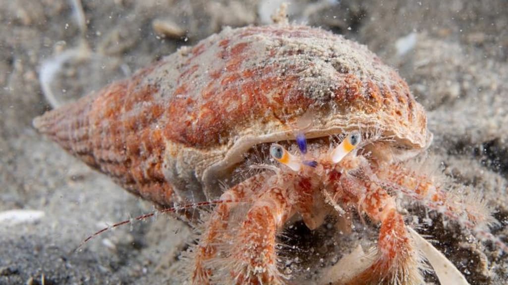 Nieuw in onze wateren: de harige heremietkreeft