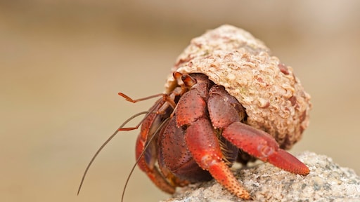 Japan arresteert 3 mannen die heremietkreeften land uit wilden smokkelen