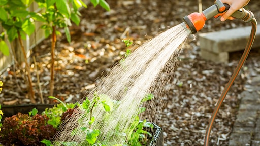 Dit is op warme dagen het beste tijdstip om je tuinplanten water te geven