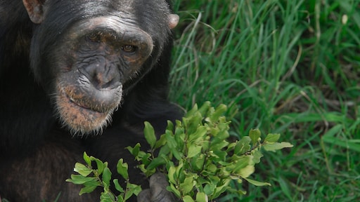 Apen blijken opvallend veel aandacht te besteden aan persoonlijke hygiëne
