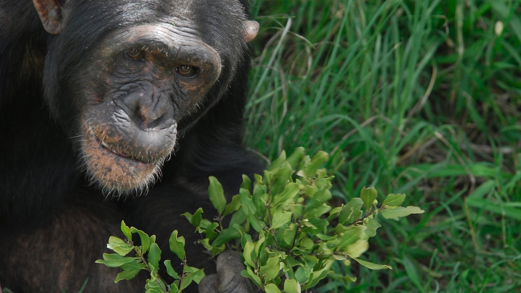 Apen blijken opvallend veel aandacht te besteden aan persoonlijke hygiëne
