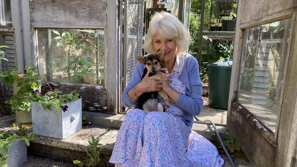 Koningin Camilla geniet van komst nieuwe 'ondeugende' asielhond