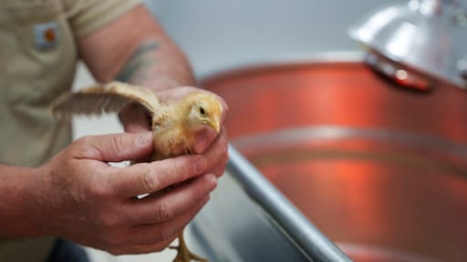 Duizenden kuikens ter adoptie aangeboden, maar niet te koop voor vlees