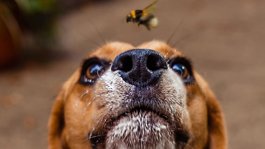 Zo voorkom je een bijen- of wespensteek bij je huisdier
