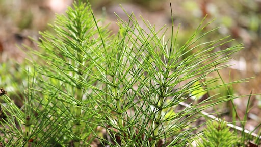 Heermoes in de tuin? Zo kom je ervan af