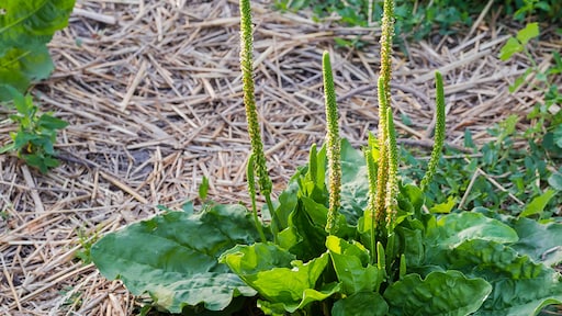 Zo verwijder je weegbree uit je gazon en zo voorkom je het