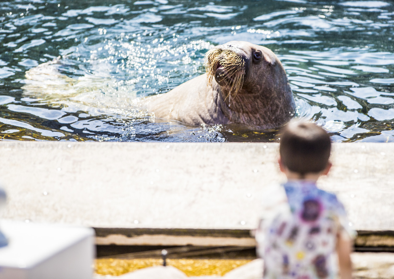 Rechter: onvoldoende bewijs dat Dolfinarium regels overtreedt