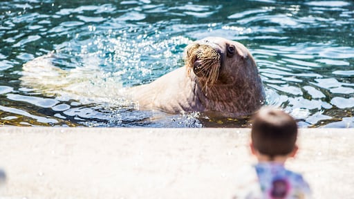 Rechter: onvoldoende bewijs dat Dolfinarium regels overtreedt