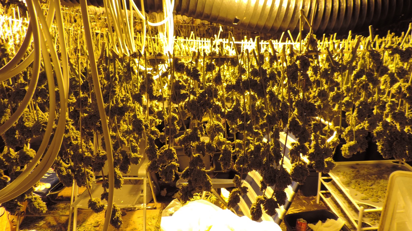 In woningen die via hypotheekfraude zijn gekocht, vindt de politie regelmatig criminele zaken, zoals wietplantages. 