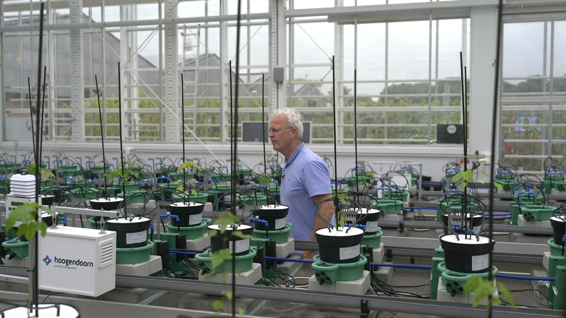 Klimaatbestendige rassen gezocht: stresstest voor aardbeien en bomen