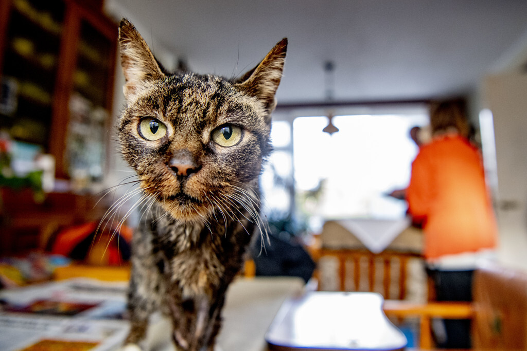 Recordaantal verwaarloosde huisdieren, grote toename bij katten