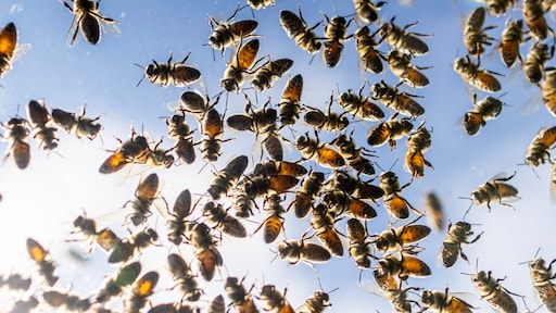 250 miljoen bijen ontsnappen uit gekantelde vrachtwagen VS