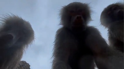 Apen aan de haal met Shahra's telefoon: 'Het zal toch niet waar zijn, dacht ik'