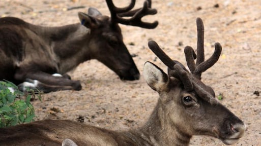 Q-koorts bij dieren GaiaZOO Kerkrade, RIVM waarschuwt: 'Bezoekers, let op'