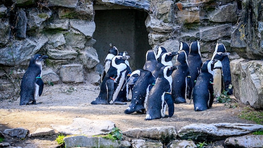 In korte tijd 14 pinguïns overleden in Beekse Bergen