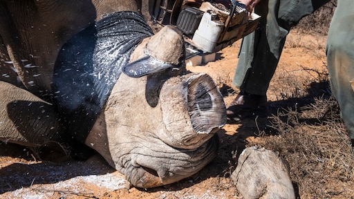 Hoorns afzagen helpt tegen stropers, maar heeft effect op gedrag neushoorn