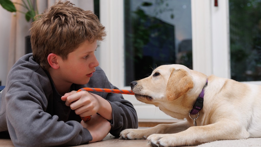 De kinderen leren veel van hulphond Ulay.