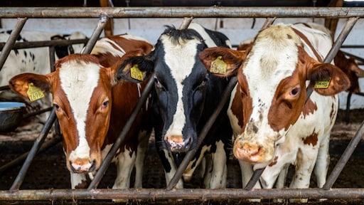 Milieuclubs starten '10 procedures per week' tegen stikstofovertreders