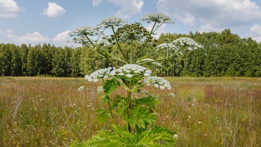 Zo gevaarlijk is het om een bloeiende reuzenberenklauw aan te raken