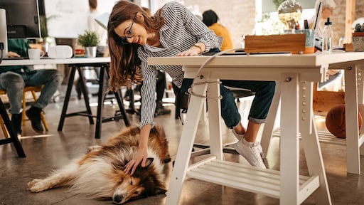 Meer contact, minder stress: wat een hond op werk met ons doet