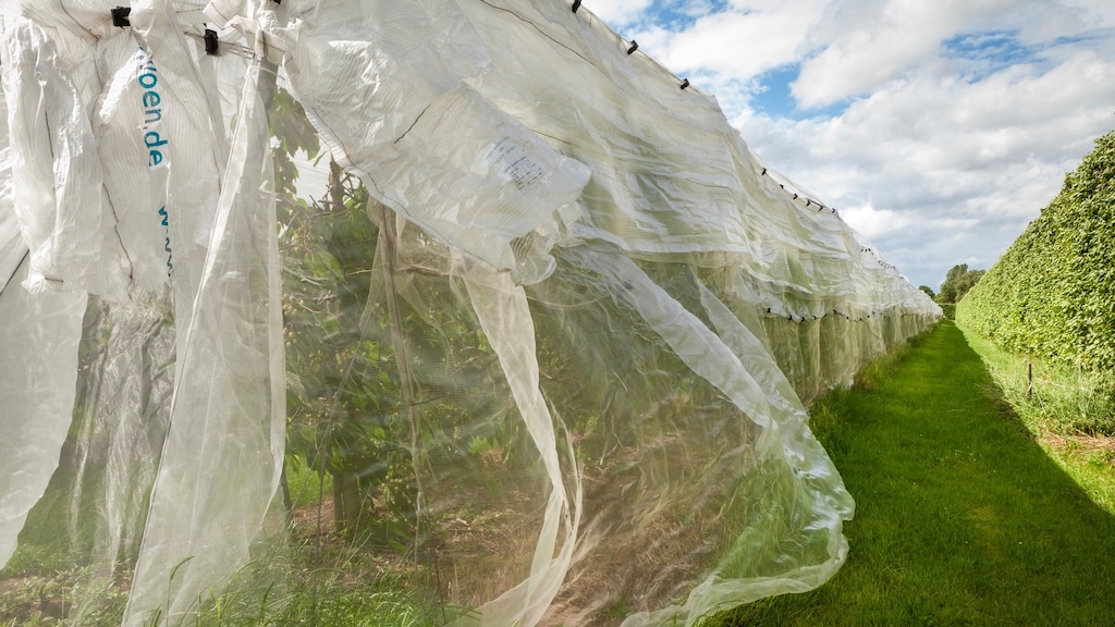 Een kersenboomgaard met netten ter bescherming.