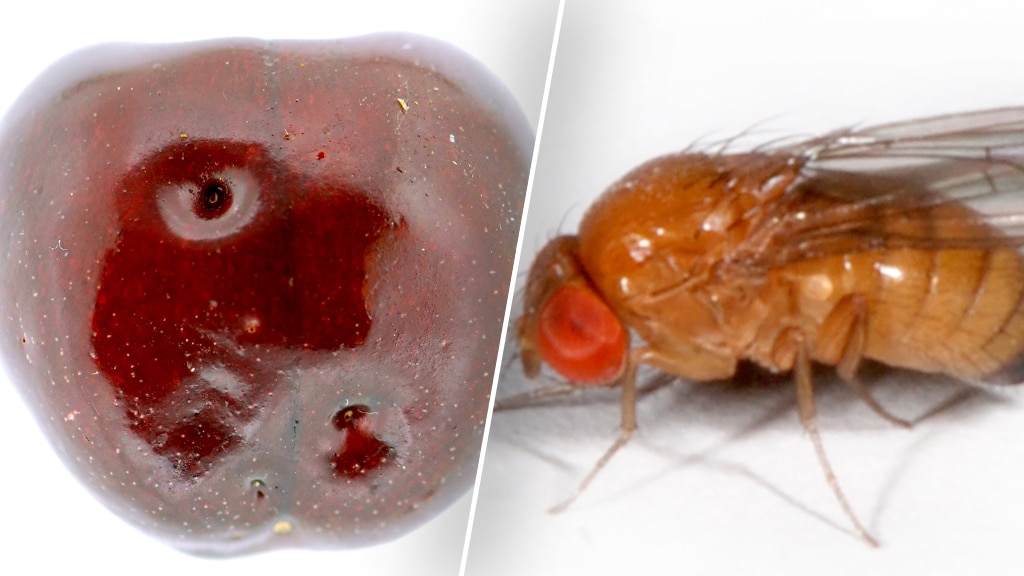 De suzuki-fruitvlieg (rechts) boort gaatjes (links) in fruit en legt daar eitjes in.