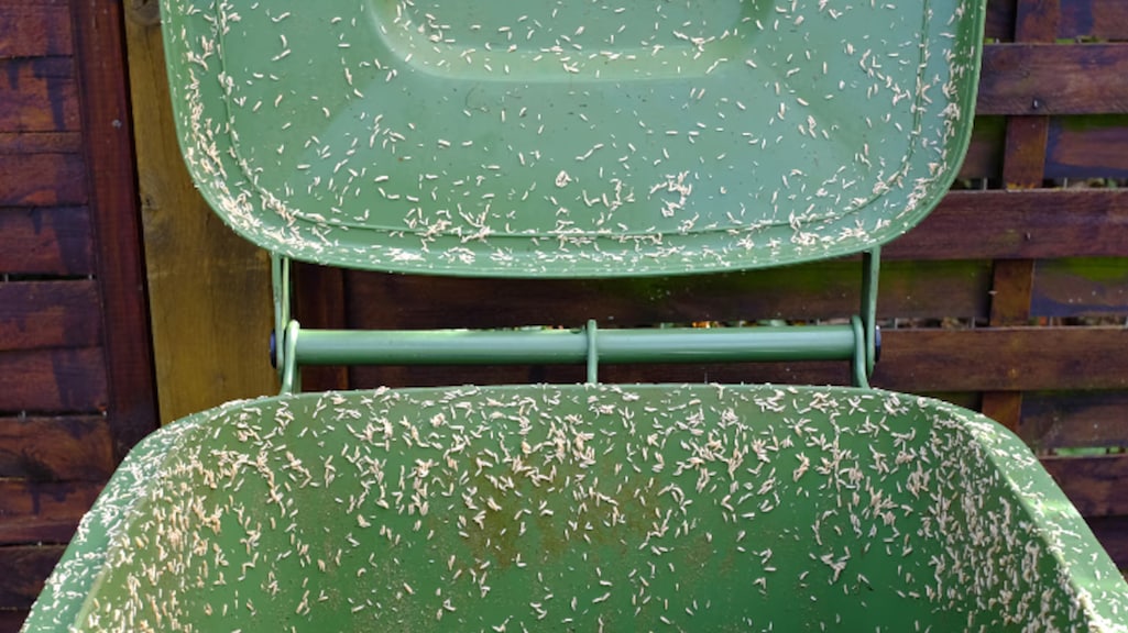 Gooi deze dingen vooral niet in de kliko om maden te voorkomen