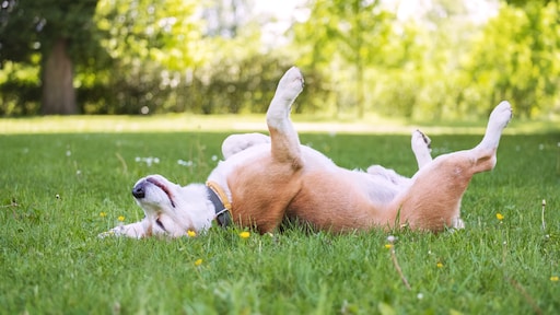 Hond uitlaten in de hitte? Denk aan zijn pootjes!