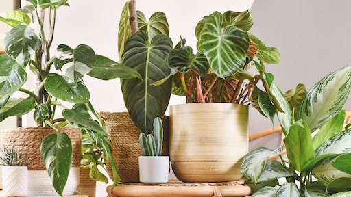 Zo overleven je kamerplanten de zomerse hitte