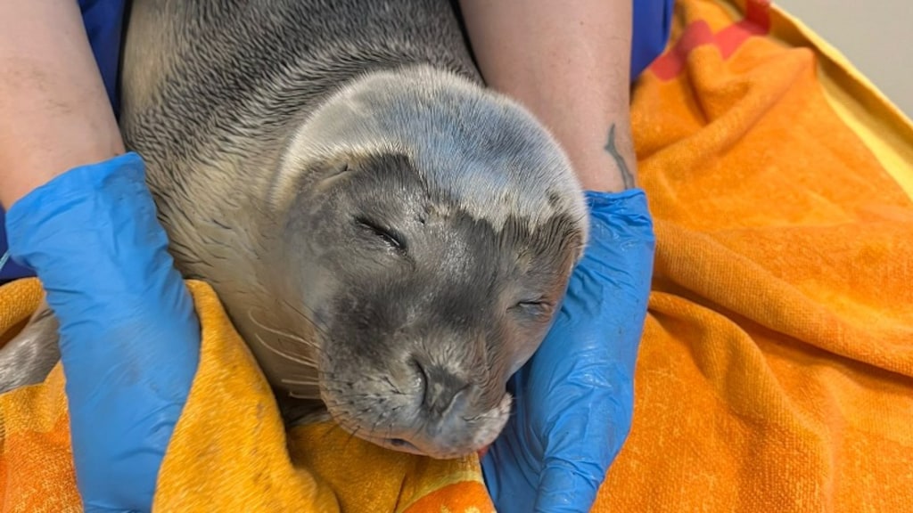 De zeehond wordt opgevangen in het Zeehondencentrum Pieterburen.