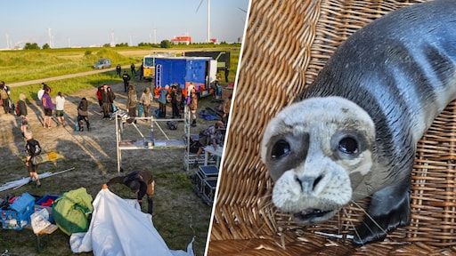 Politie vindt verlaten zeehondenpup tijdens ontruiming illegaal feest: 'Kroop tussen auto's'