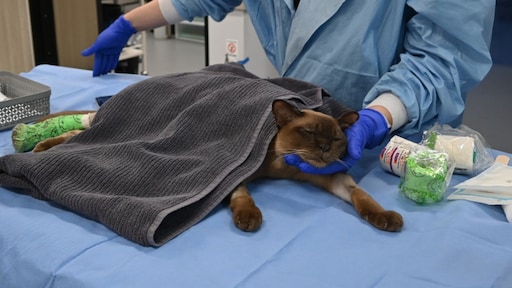 Australische kitten draait bijna uur mee in wasmachine