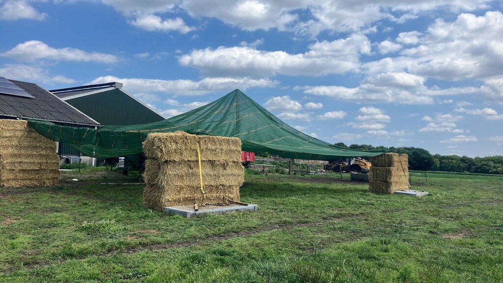 De koeienparasol van Joris Cremers