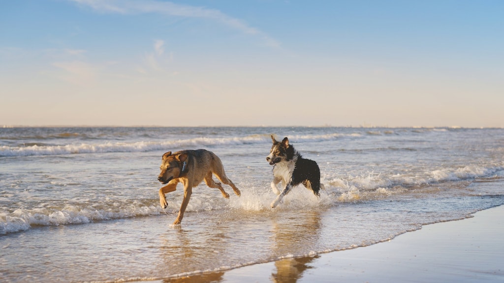 5 stranden waar je hond óók in de zomer los mag lopen