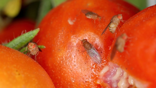 Invasie aan fruitvliegen? Het zijn geen vieze beestjes, ze zijn zelfs erg nuttig