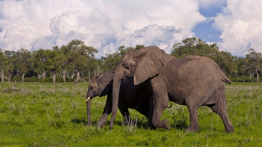 Olifant doodt twee toeristen tijdens safari in Zambia