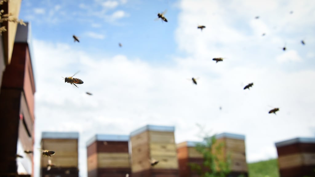 Grote zwerm bijen valt mensen in Frankrijk aan: 24 gewonden, 3 ernstig