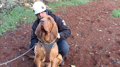 Italië woedend om moord op speurhond Bruno die vermisten opspoorde