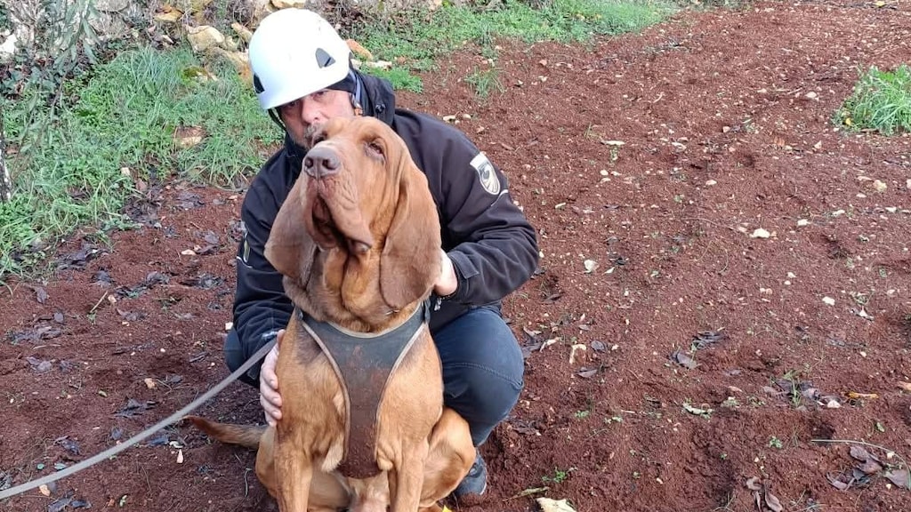 Italië woedend om moord op speurhond Bruno die vermisten opspoorde