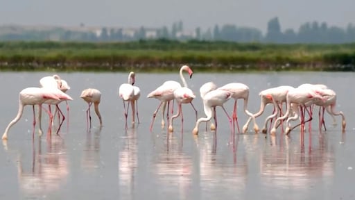 Flamingo's verwoesten rijstoogst in Italië, boeren wanhopig