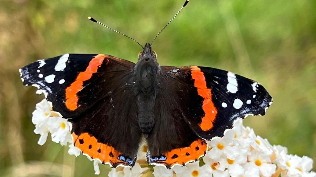 De atalanta staat bovenaan als meest getelde vlinder.