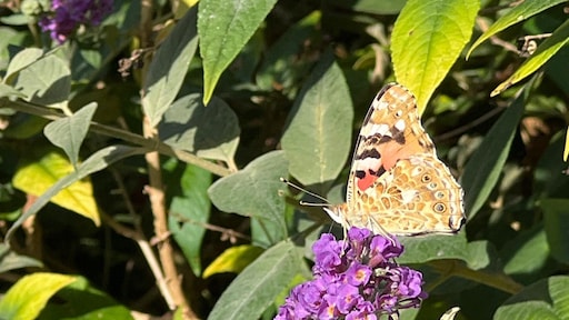 Meer vlinders in de tuin, atalanta meest gezien: 'Maar zorgen blijven'