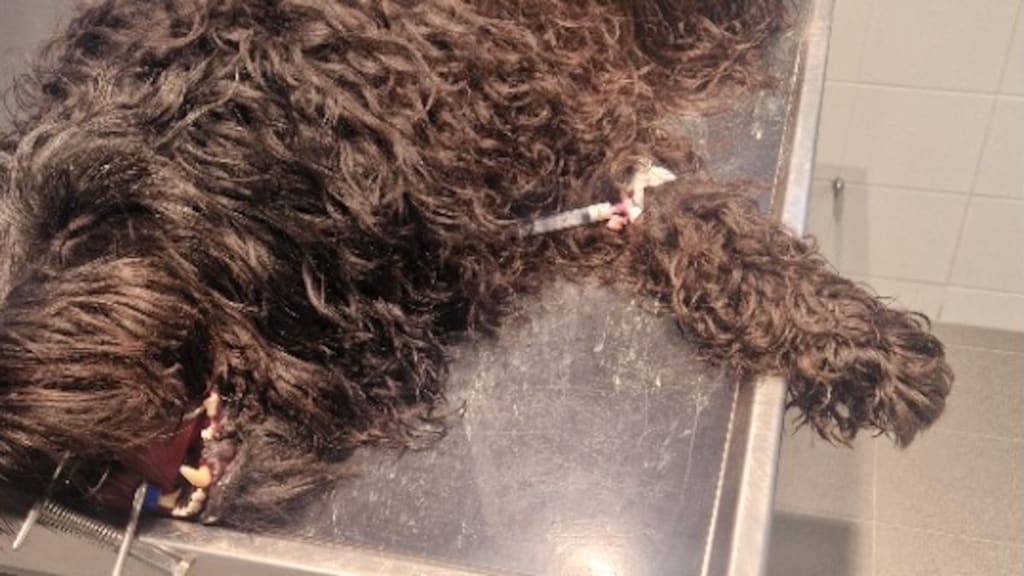 Django moet onder narcose mee in de auto.