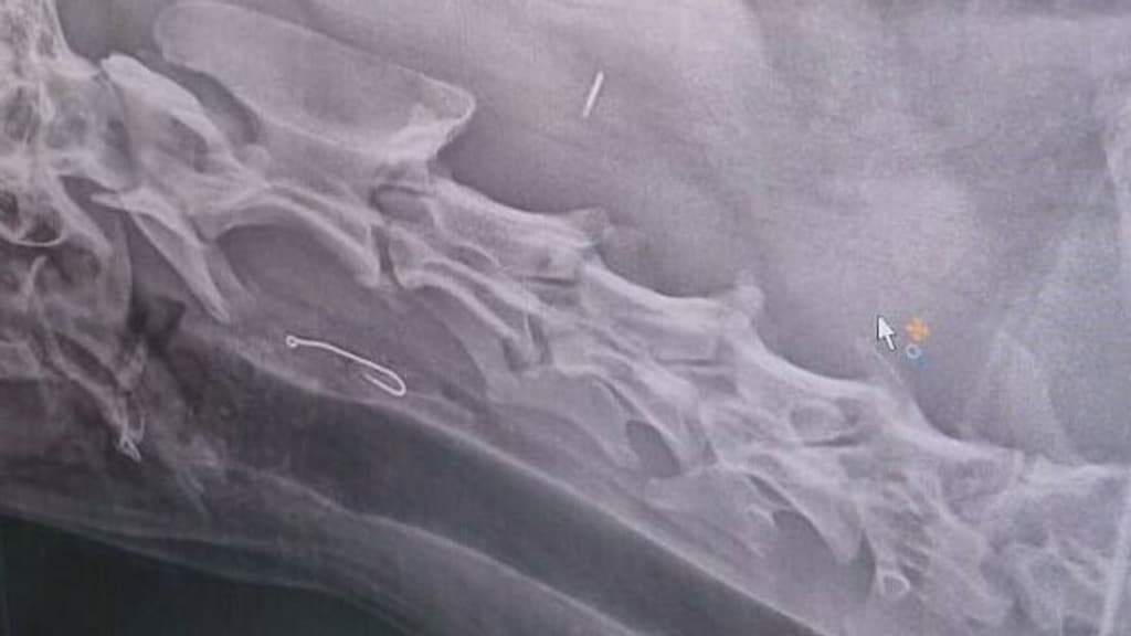 De keel van Django met daarin de vishaak.