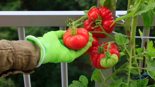 Dieren reageren op 'geheime' plantgeluiden, onthult baanbrekend onderzoek